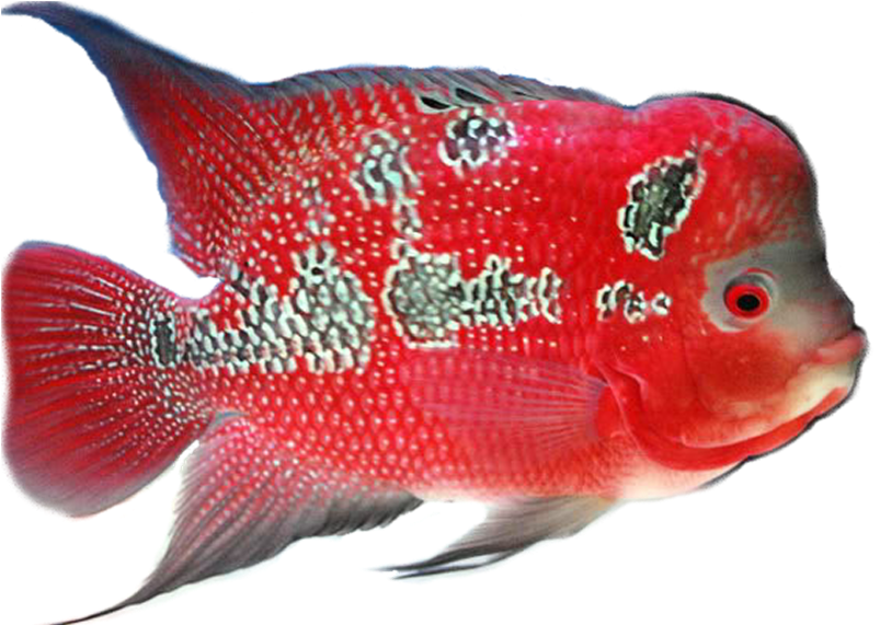 Free Png Download This Page Is Your Source For The - Goldfish (851x570), Png Download