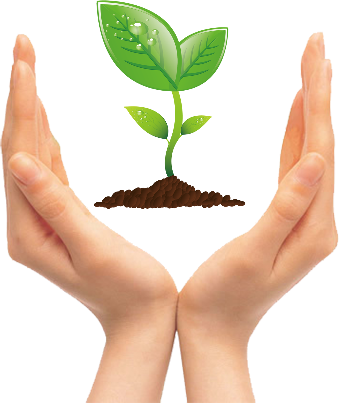 Tree Seedling Clip Art - Tree Seedling Clipart (1500x1500), Png Download