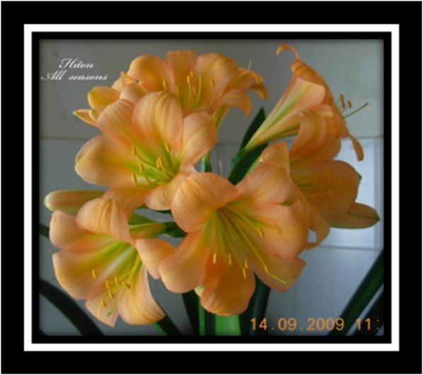 Buy Clivia Plants And Clivia Seeds - Artificial Flower (598x531), Png Download