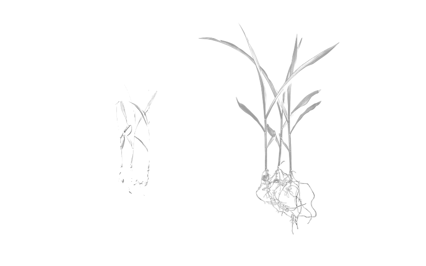 Our Exclusive Combinations Of Fungicides Help You Rise - Sketch (849x530), Png Download