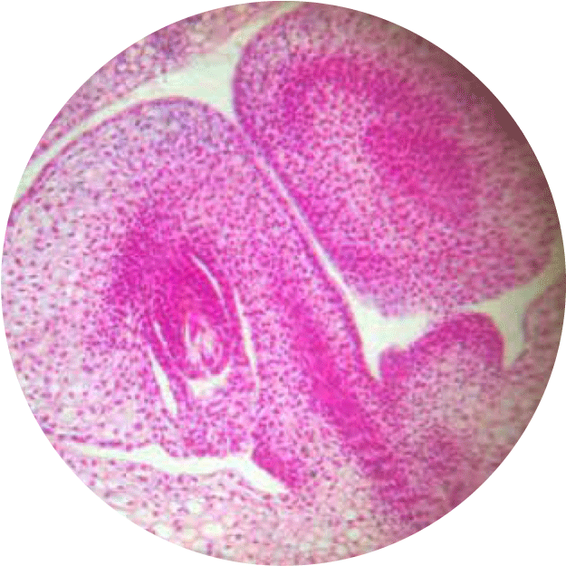 Microscopic Geometric Patterns In Nature Png Microscopic - Circle (1012x1012), Png Download