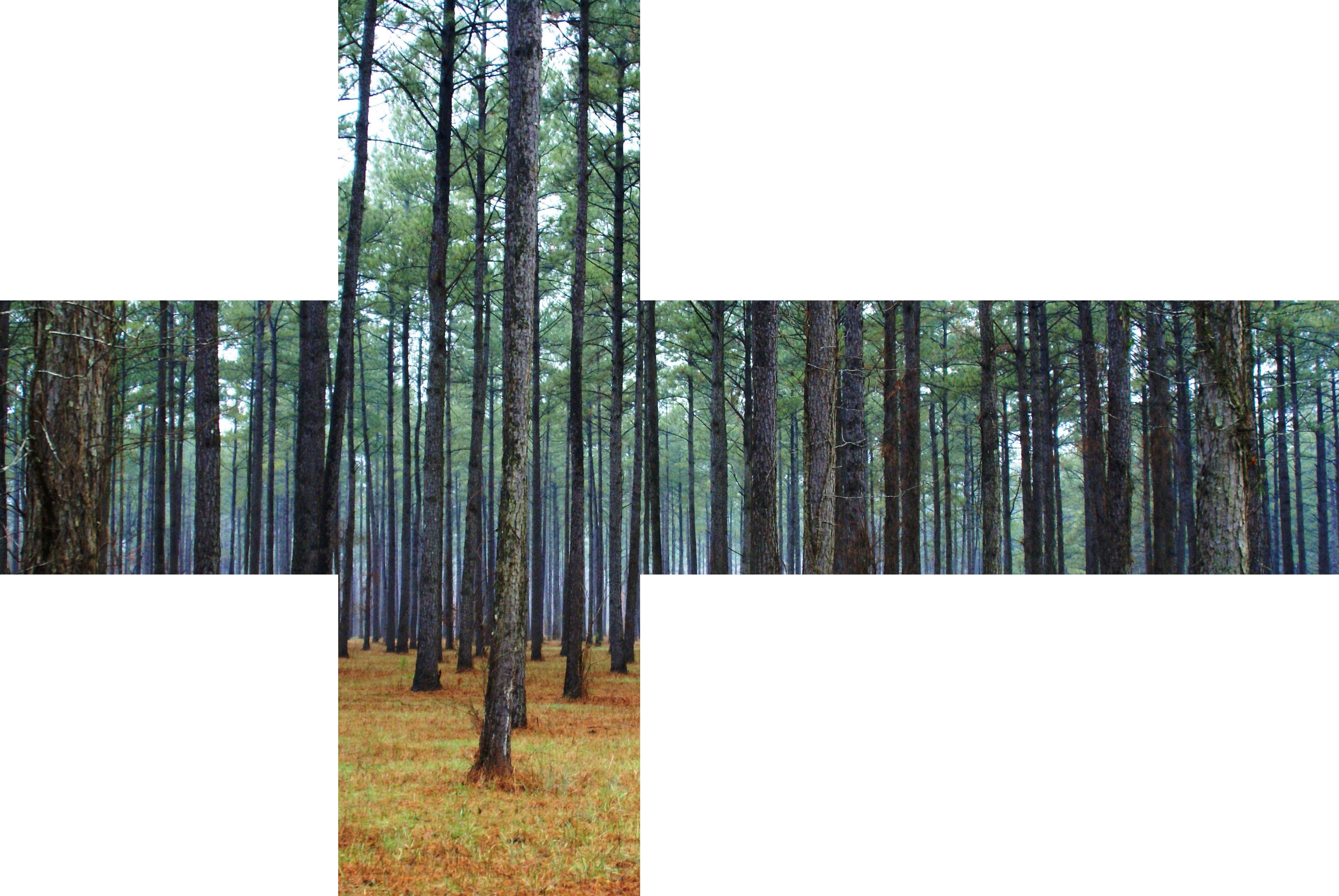 Forrest-skybox - Forest Skybox (3872x2592), Png Download