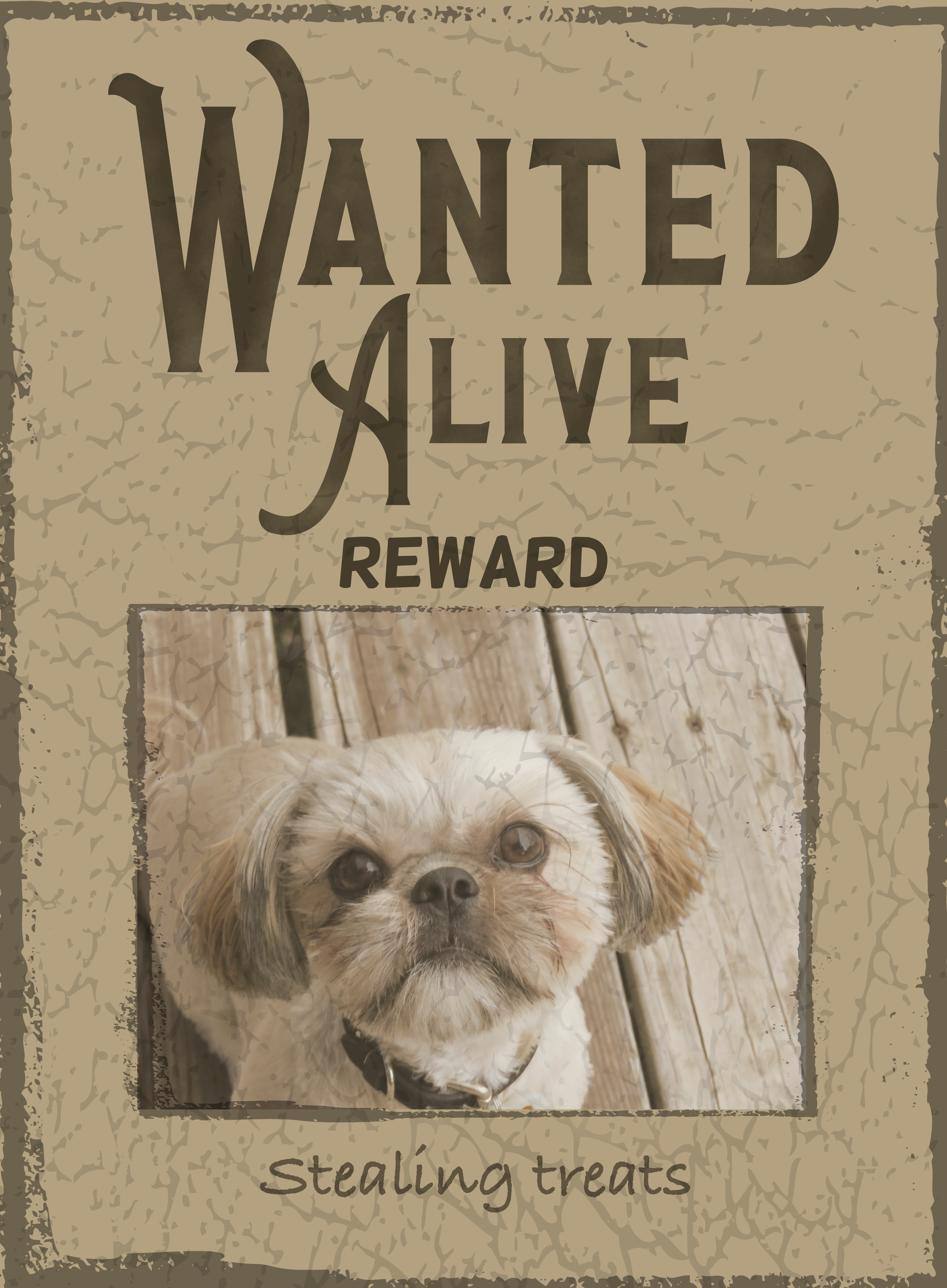 I Have No Idea What I'm Doing😝 - Pekingese (3676x5000), Png Download