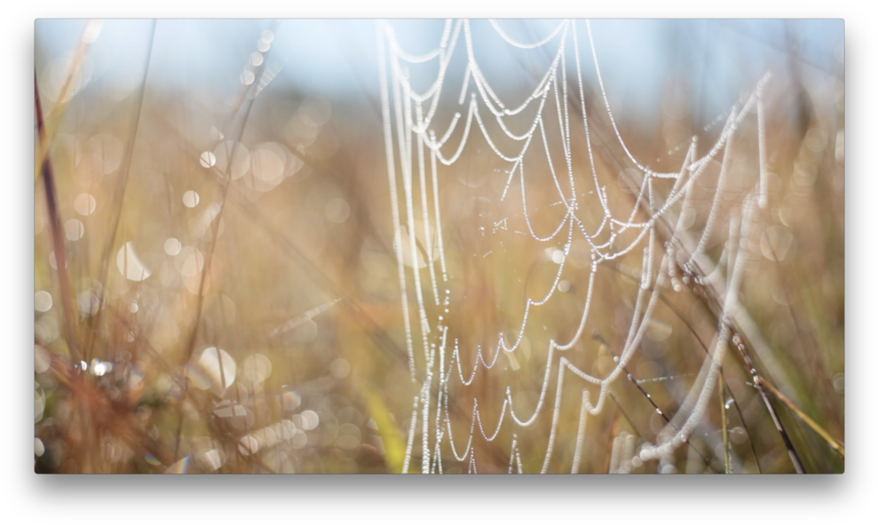 Long Leaf Pine Still 4 - Spider Web (1000x601), Png Download