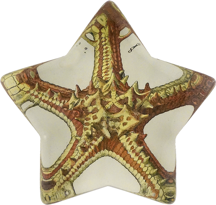 Starfish (800x800), Png Download