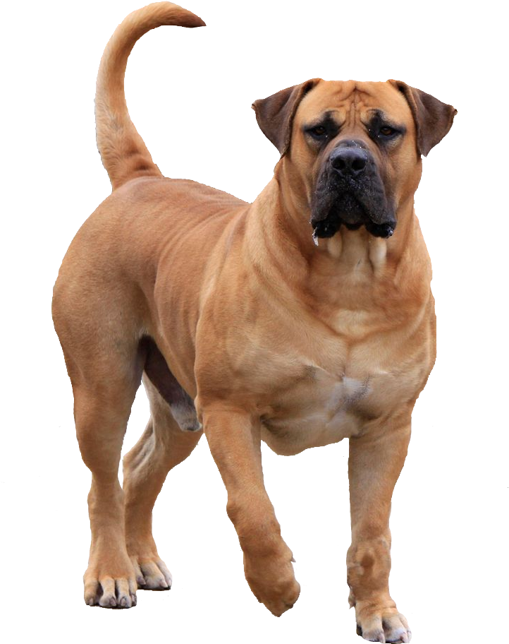 736 X 958 8 - Boerboel Full Grown (736x958), Png Download