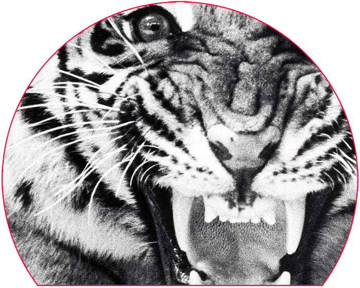 Blade Vault Zoom Detail Sheba Sheba Tiger - Siberian Tiger (700x561), Png Download
