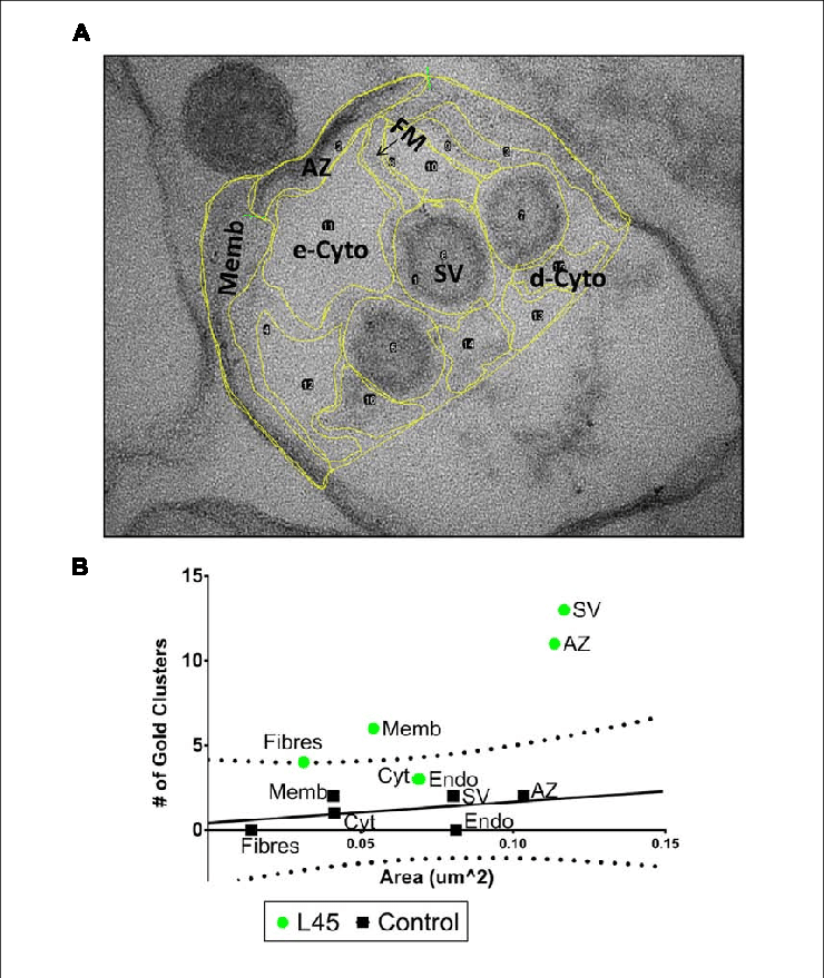Compartment Analysis Of Immunogold Labeling In L45-cryoloaded - Diagram (740x879), Png Download