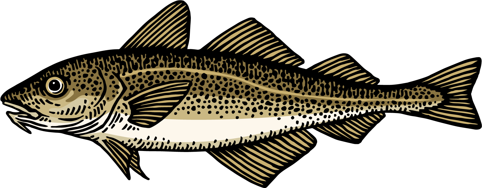 Atlantic Cod - Illustration (1920x1080), Png Download