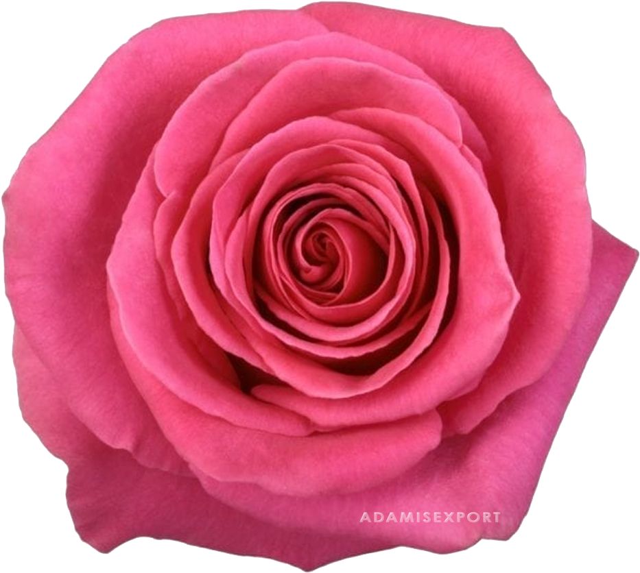 Pink Floyd Rose (1000x1000), Png Download