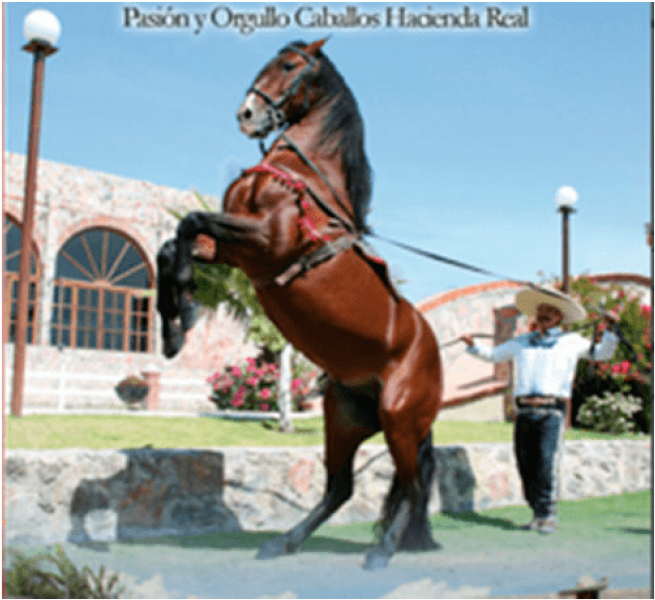 Carruaje Blanco, Adornado - Caballos Ensillados Png (1200x660), Png Download