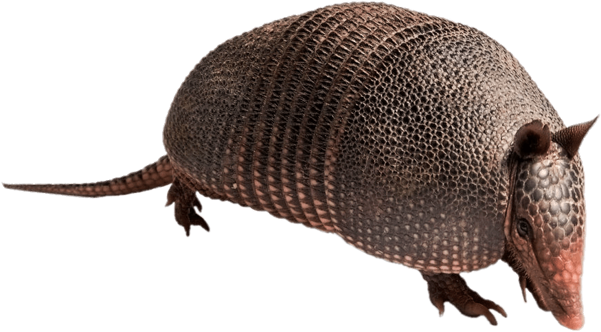 Armadillo - Armadillo Cake (1024x628), Png Download