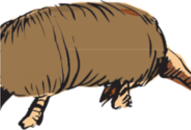 Armadillo Clipart Transparent - Animals Clipart (640x480), Png Download