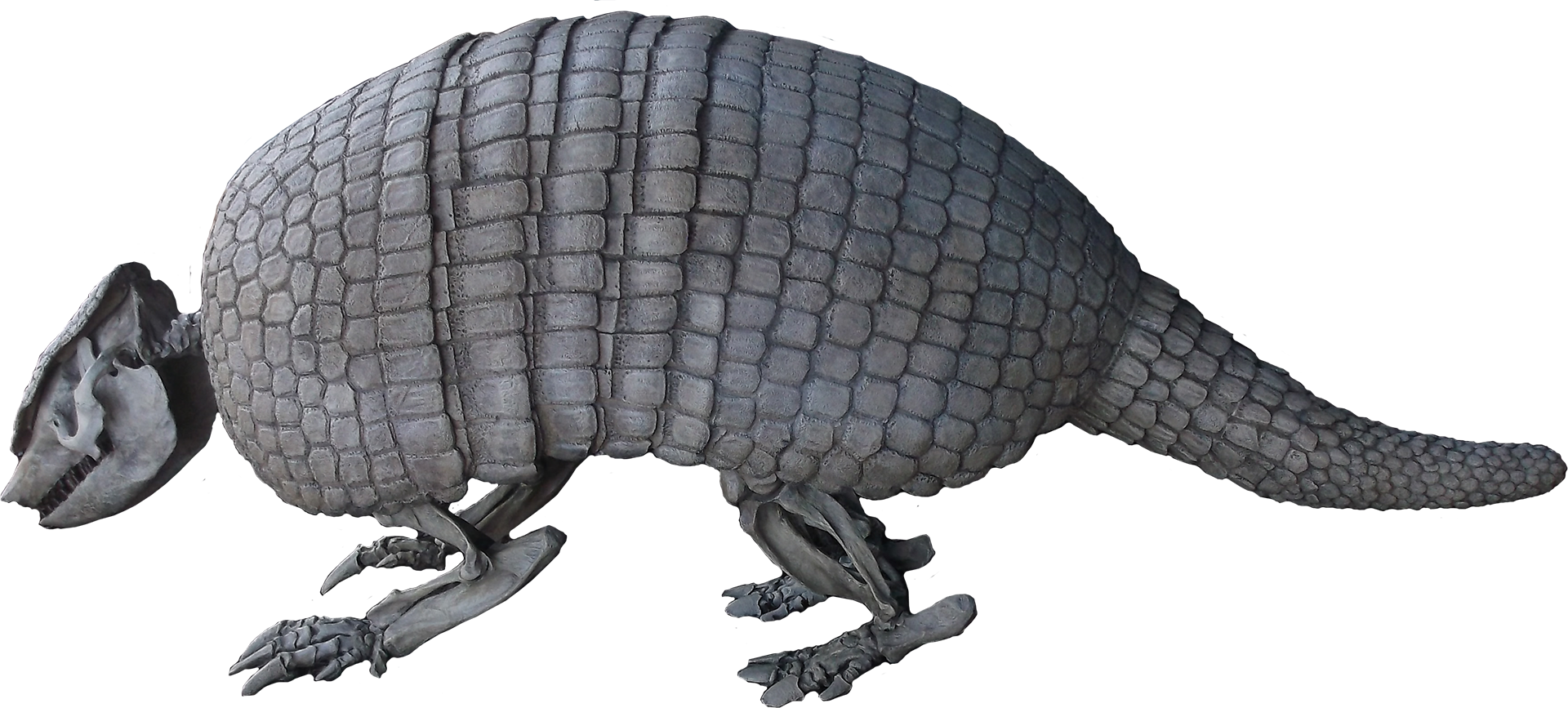 Holmesina Floridanus - Armadillo (1920x867), Png Download