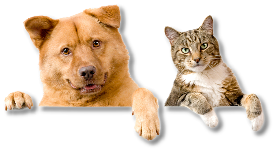 Gatos Y Perros Fondo Blanco (928x524), Png Download