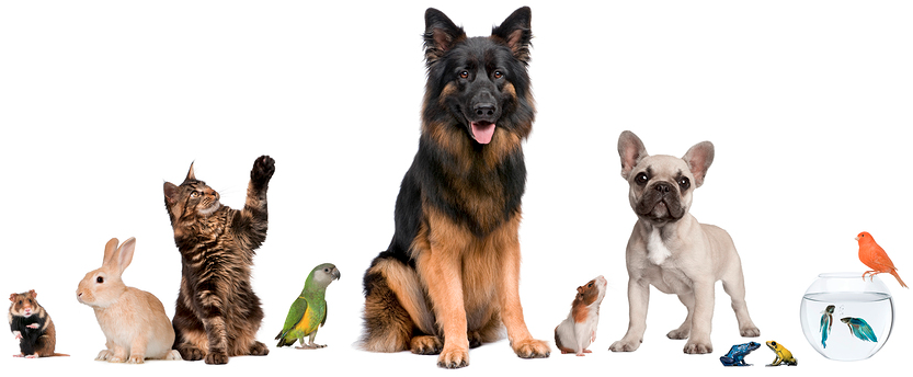 Pet Rules - Cute Pets Together (855x377), Png Download