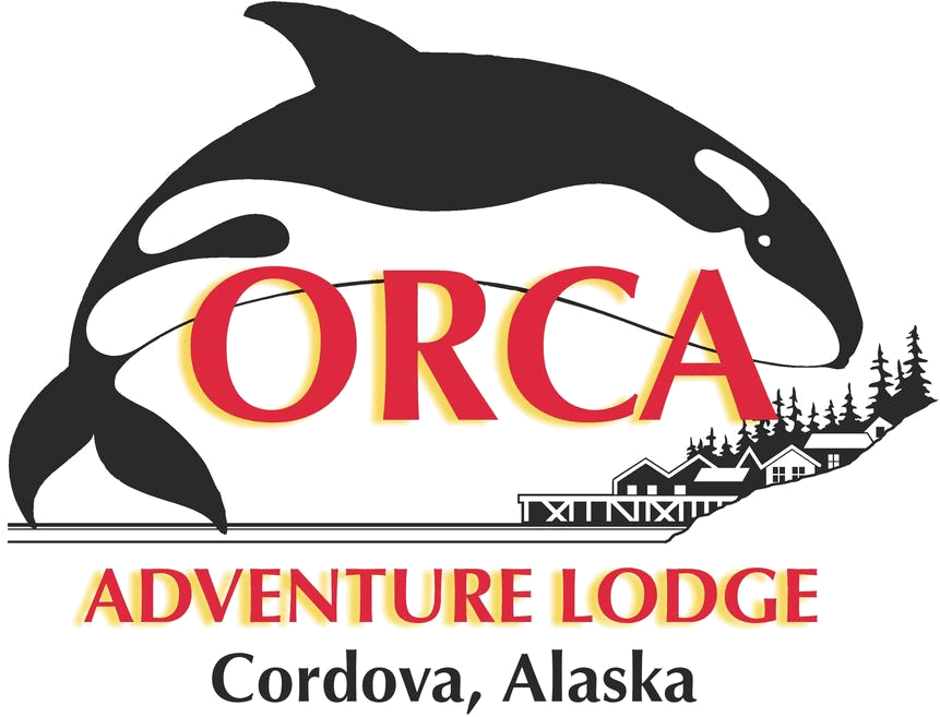 Orca Adventure Lodge - Killer Whale (1047x809), Png Download