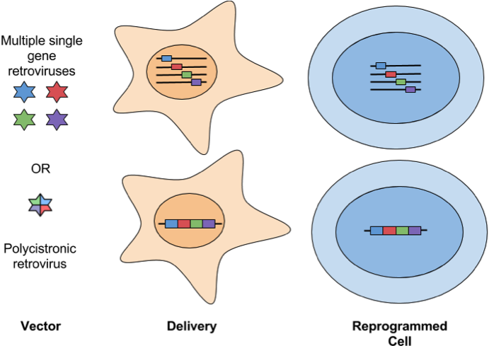 The Field Of Induced Pluripotent Stem Cells Has Been - Diagram (747x504), Png Download