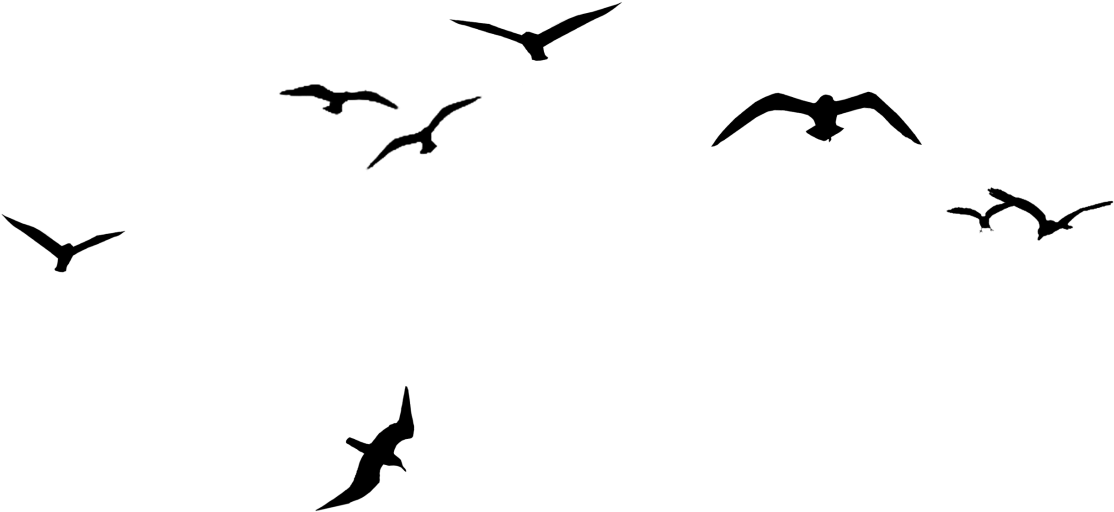 Migration Clipart Crows - Bird V Formation Clipart (1280x636), Png Download