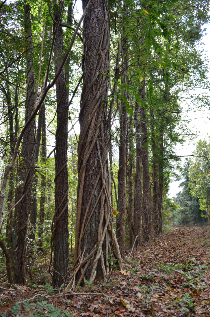 Tree Vines In Forest Png Stock By - Png Transparent Forest Background (727x1098), Png Download