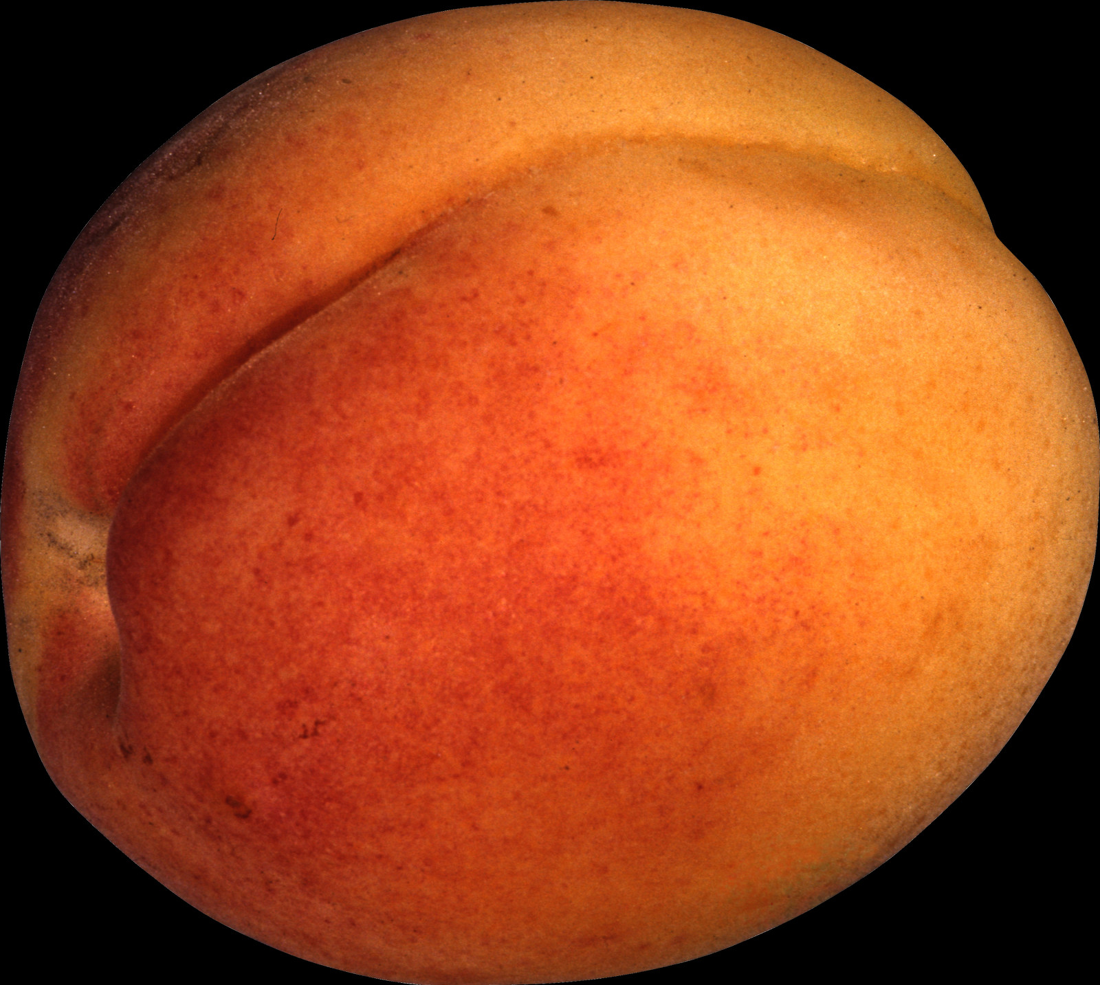 The Peach Is Classified With The Almond In The Subgenus - Peach (1600x1433), Png Download