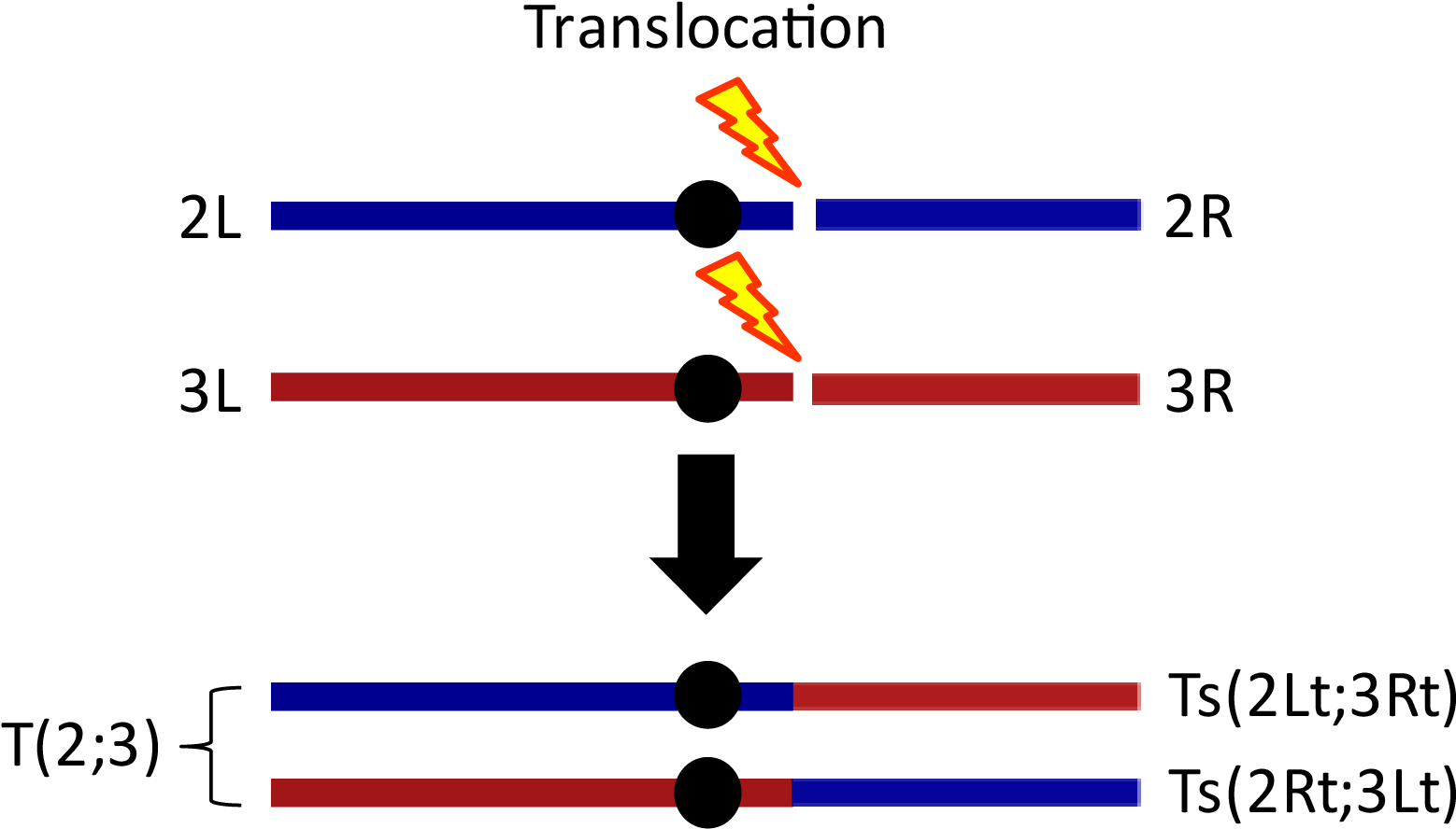 A Translocation Is A Pair Of Chromosomes - Graphic Design (1562x901), Png Download