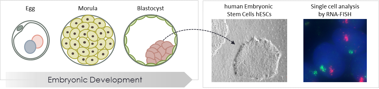 Cr-fish - Illustration (1213x286), Png Download