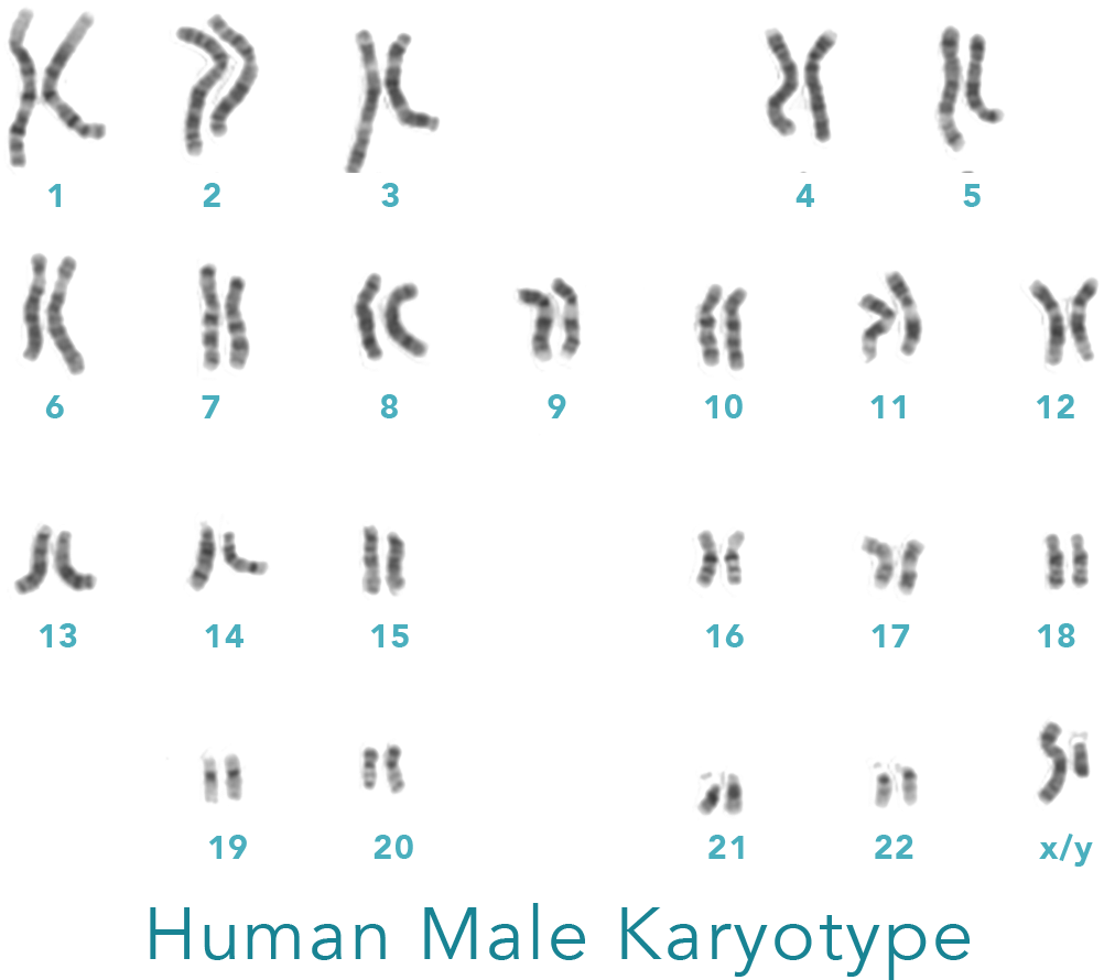 Each Pair Is One Chromosome From Each Parent - Male Karyotype (1125x955), Png Download