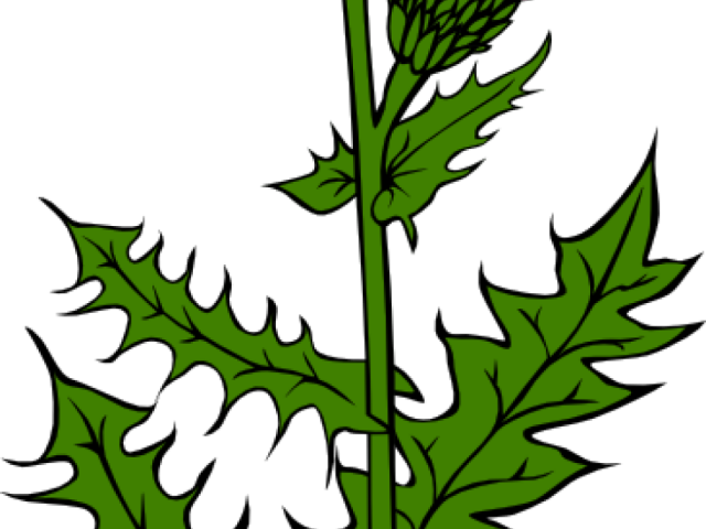 Weed Clipart Weed Bud - Scottish Thistle (640x480), Png Download