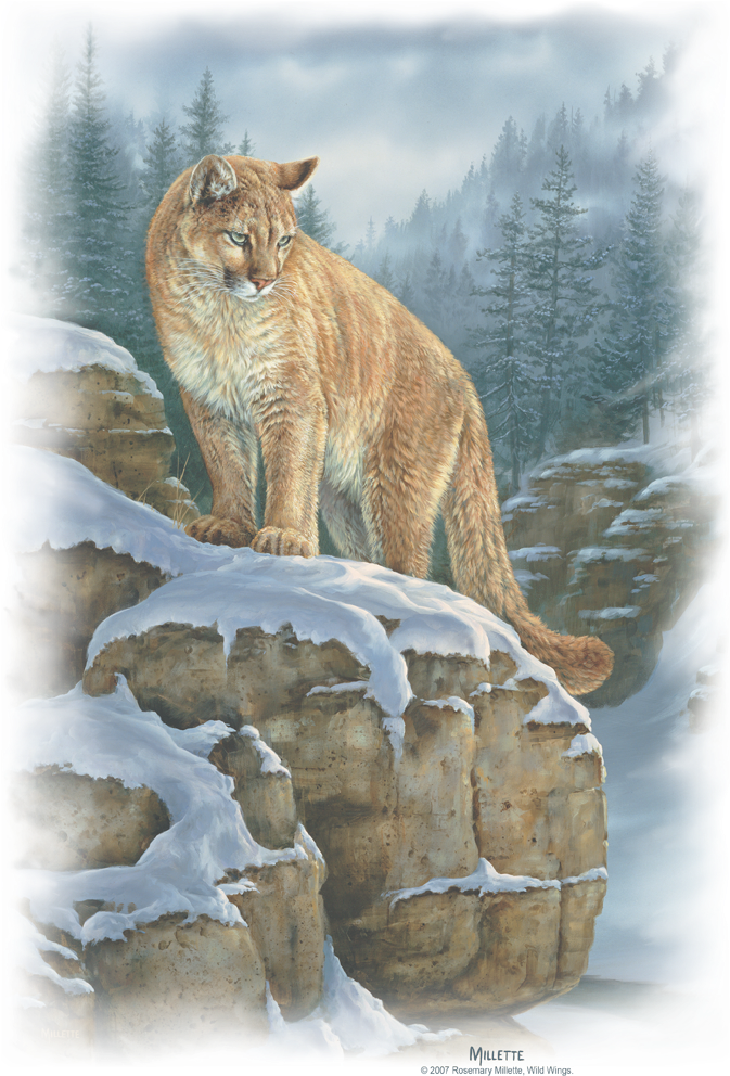 Wildlife Misty Canyon Cougar Men's Regular Fit T-shirt - Bobcat (680x1004), Png Download