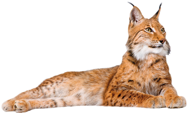 Lynx Png Picture - Transparent Lynx Png (653x388), Png Download