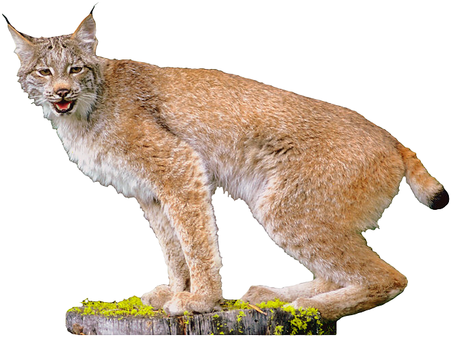 Lynx - Lynx Png (659x493), Png Download