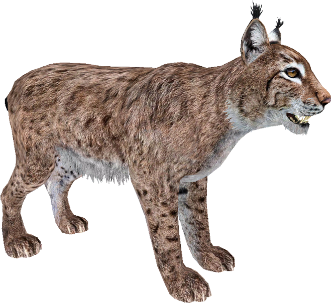 Walking Lynx Png Photo - Eurasian Lynx Png (700x621), Png Download