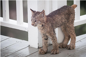 Now On Deck - Lynx Alaska (540x238), Png Download