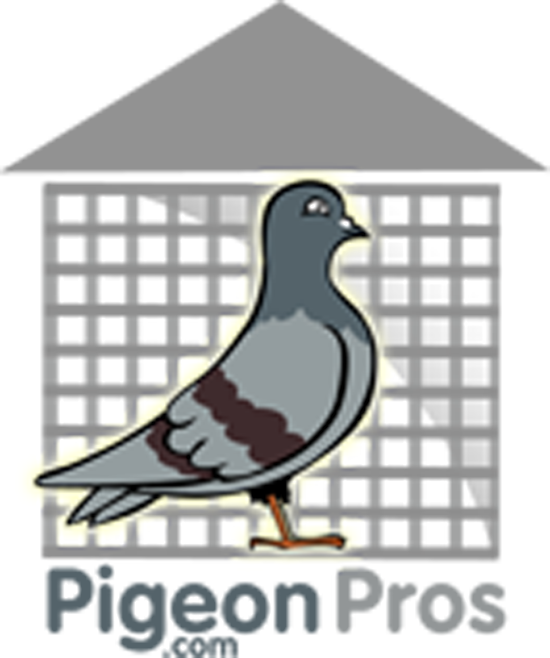 Pigeon Control, Bird Control, Pigeon Removal, For Phoenix - Альбом-планшет Для Монет "10 Рублей (550x658), Png Download