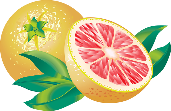 Яндекс - Фотки - Grapefruit Clipart Png (600x392), Png Download