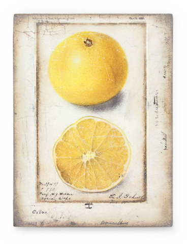 Citron - Artisan's Bench - Sid Dickens Lemon (368x480), Png Download