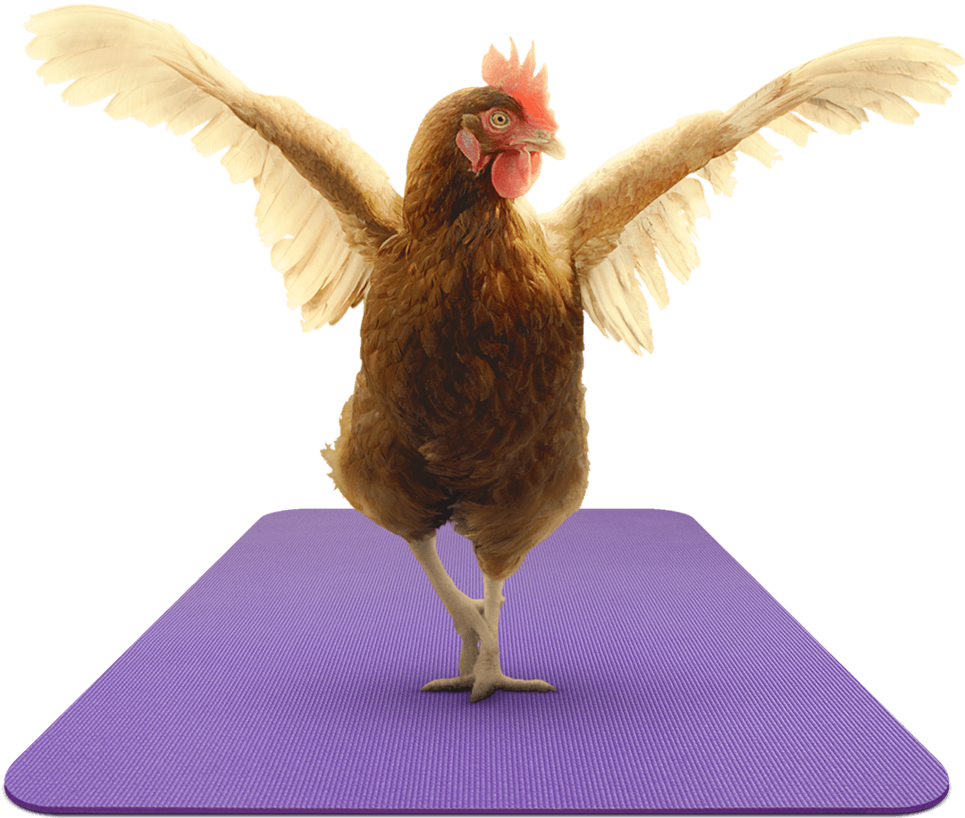 Zen Hens - Zen Hen (1080x916), Png Download