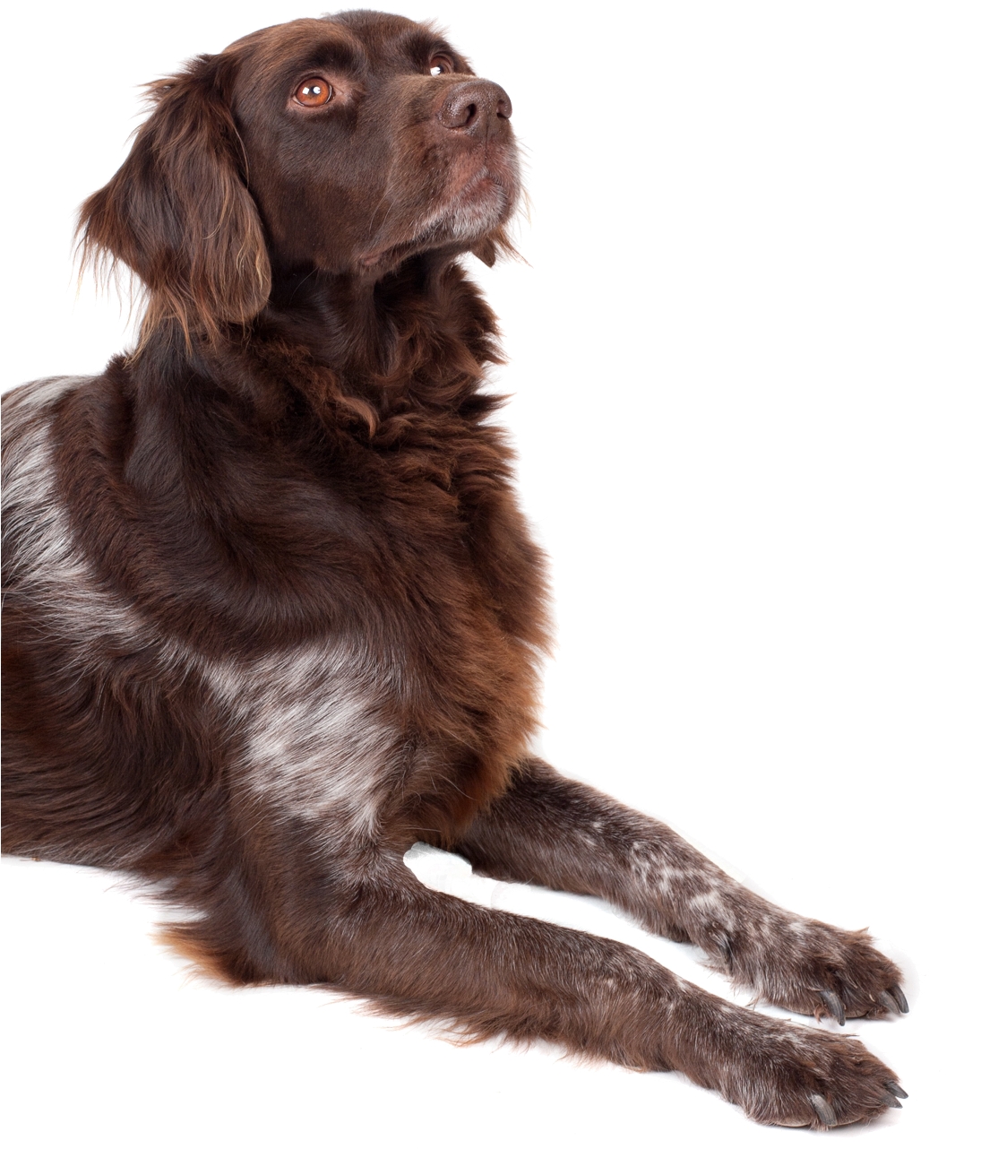 Dog Looking Up Png Image - Boykin Spaniel Flat Coat (1094x1428), Png Download
