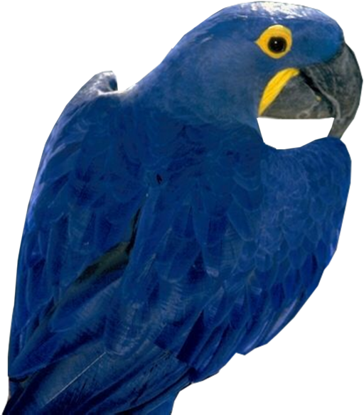 Blue Parrot Free Png Image - Hyacinth Macaw Png (920x600), Png Download