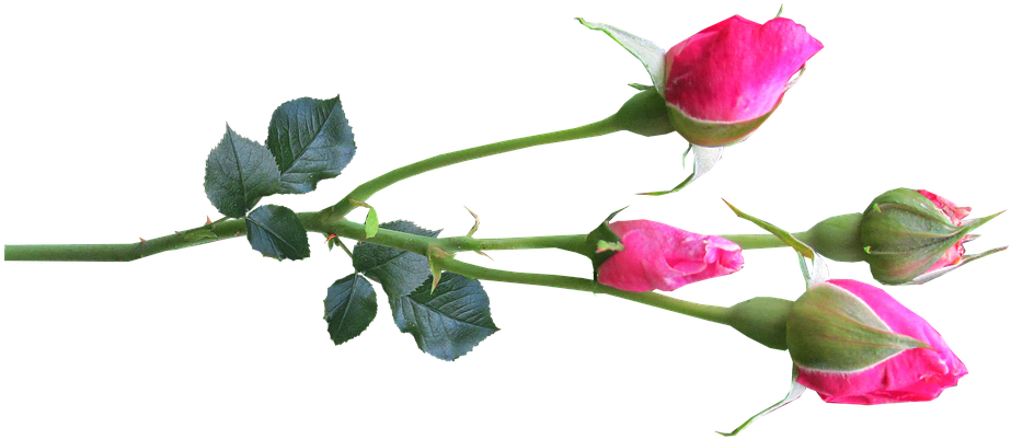 Flower, Stem, Rose, Buds Pink - Rose Buds Transparent (960x442), Png Download