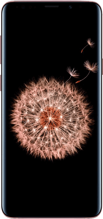 Download - Flowers On Black Background (428x913), Png Download