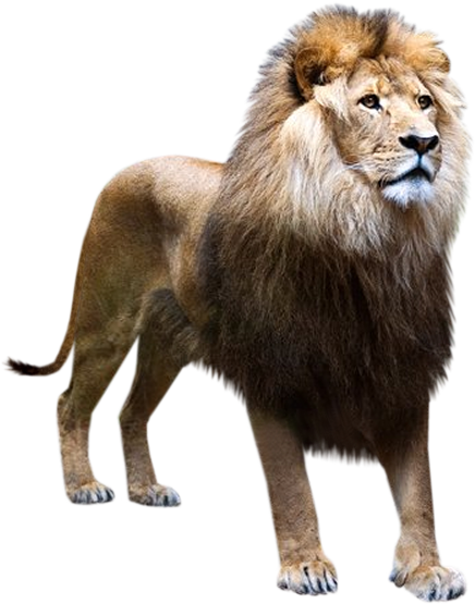 Ad3d84b9 59d6fa24 - Animaux De La Savane Png (592x568), Png Download