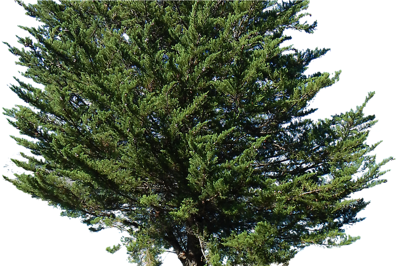 Landscape Clipart Tree Png Clipground - Pine Tree Transparent (1368x855), Png Download