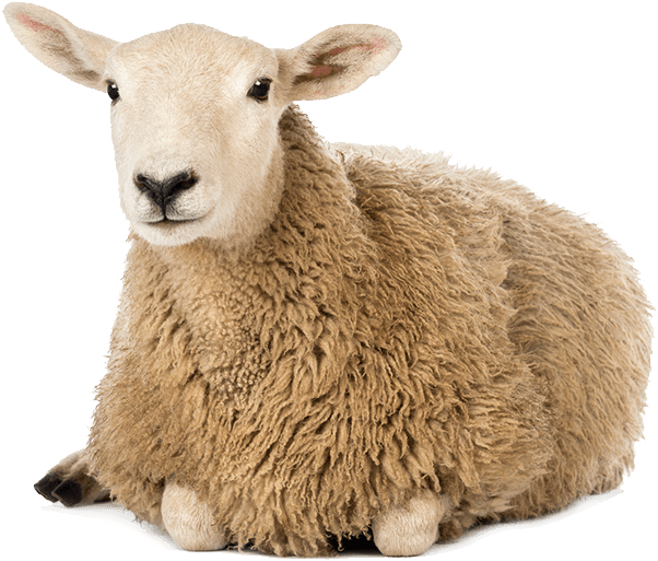 Whole Food Cale Vitamin D3 - One Sheep White Background (958x642), Png Download