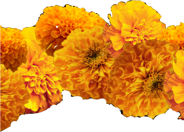 Marigold Clipart Cempazuchitl - Cempasúchil (640x480), Png Download