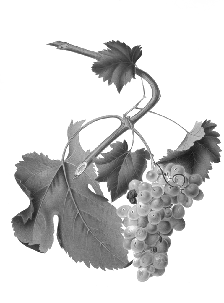 We Welcome All Who Share Our Interests - White Grapes Botanical Illustration (853x1024), Png Download