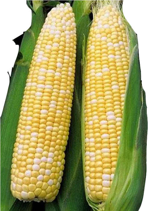 Pearl Sweet Corn -1pc/s (weekly Delivery On Sunday - Cameron Highland Sweet Corn (700x700), Png Download