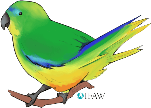 Ifaw Illustrated Messaging Sticker - Budgie (600x600), Png Download