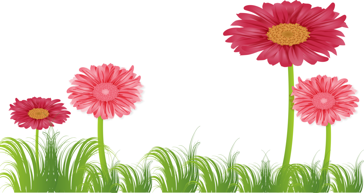 Яндекс - Фотки - Barberton Daisy (1280x678), Png Download